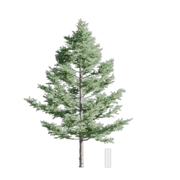 Japanese Larch 002 256